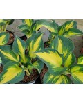 Hosta ’Beach Boy’ листя